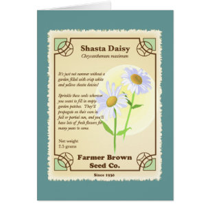 Paquet de semences Shasta Daisy