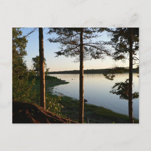 Par la carte postale Pines (Devant)