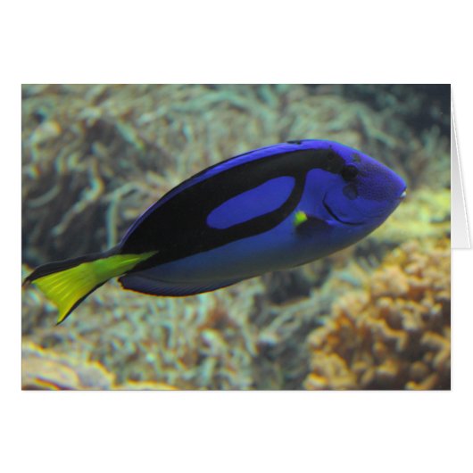 Paracanthurus hepatus (Voorkant Horizontaal)