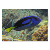 Paracanthurus hepatus (Devant Horizontal)