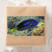 Paracanthurus hepatus etiket (Insitu)