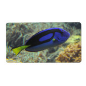 Paracanthurus hepatus etiket (Voorkant)