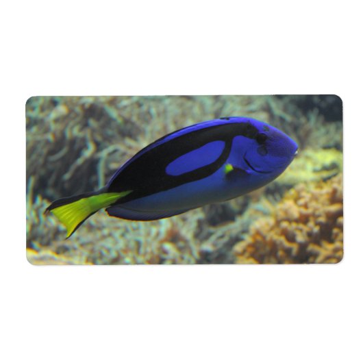 Paracanthurus hepatus etiket (Voorkant)