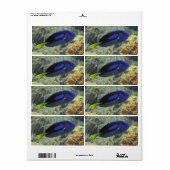 Paracanthurus hepatus etiket (Full Sheet)