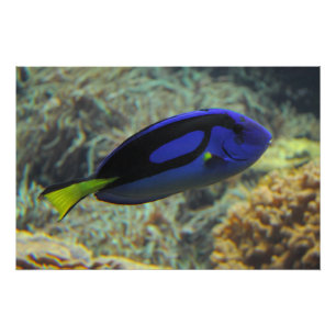 Paracanthurus hepatus perfect poster