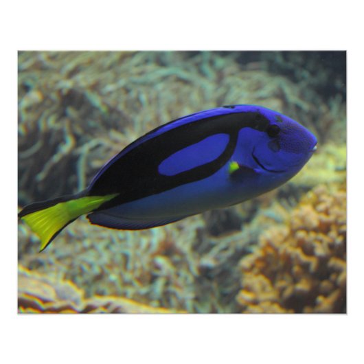 Paracanthurus hepatus perfect poster (Voorkant)