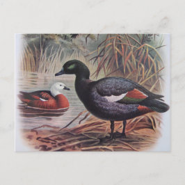  paradijs Shelduck Briefkaart