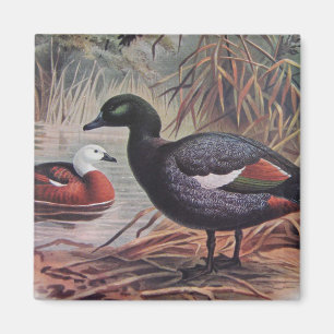 paradijs Shelduck Magneet