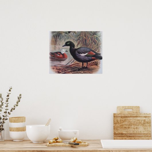  paradijs Shelduck Poster (Keuken)