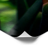 Paradijsvogel bloeit. perfect poster (Hoek)