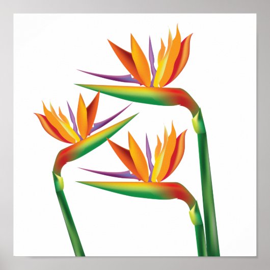 Paradijsvogel Bloemstuk Muurprint Kunst Poster (Voorkant)