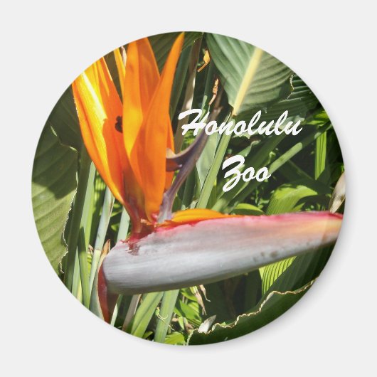 Paradijsvogel, dierentuin Honolulu Magneet (Voorkant)