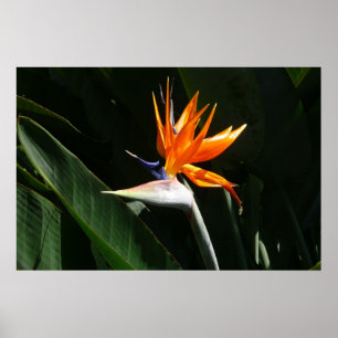 Paradijsvogel Oranje Tropische Bloem Poster