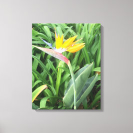 Paradijsvogel plant (Strelitzia) Canvas Afdruk