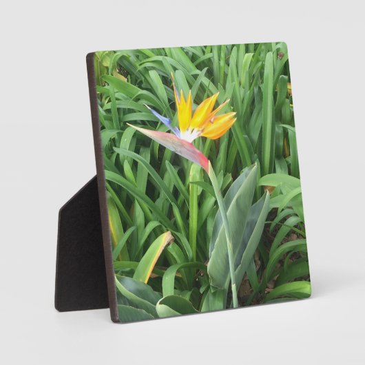 Paradijsvogel plant (Strelitzia) Fotoplaat (Voorkant)