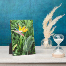 Paradijsvogel plant (Strelitzia)