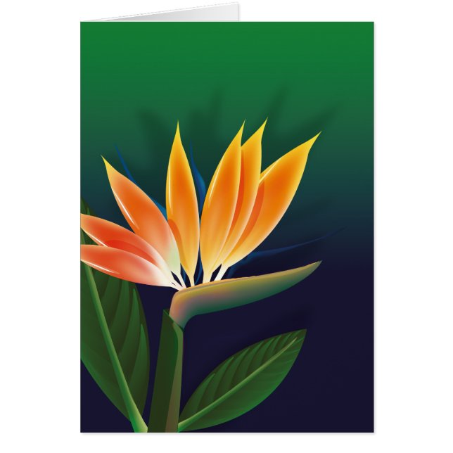 Paradijsvogelbloem (Voorkant)