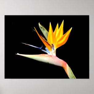 Paradijsvogelplant Poster
