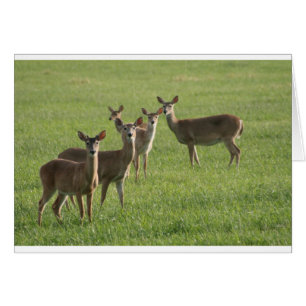 Paradis de cerfs communs