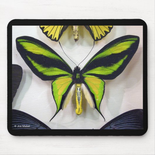 Paradise birdwing , Ornithoptera paradisea Muismat (Voorkant)
