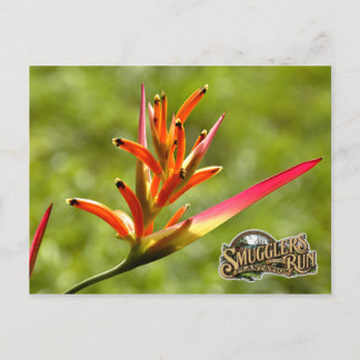 Paradise Flower Briefkaart