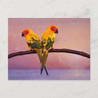 Paradise Parrots Briefkaart