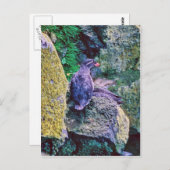 Parakeet Auklet Briefkaart (Voorkant / Achterkant)