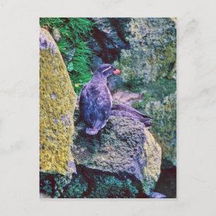 Parakeet Auklet Briefkaart