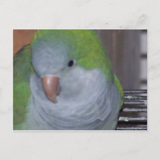 PARAKEET BRIEFKAART (Voorkant)