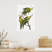 Parakeet de John Audubon - Poster Imprimer (Cuisine)