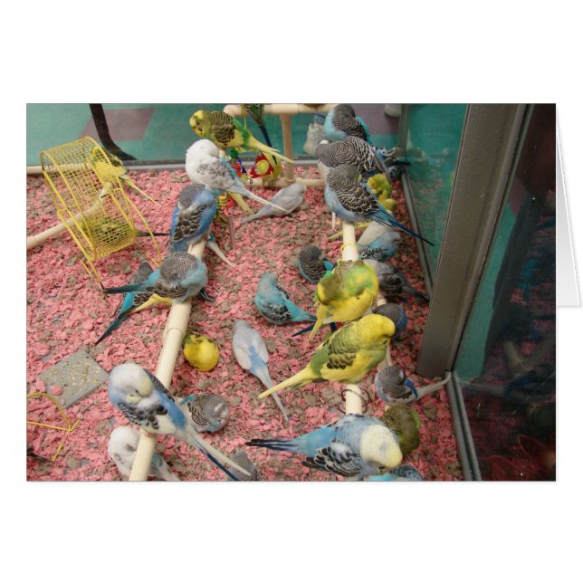 Parakeets (Voorkant Horizontaal)