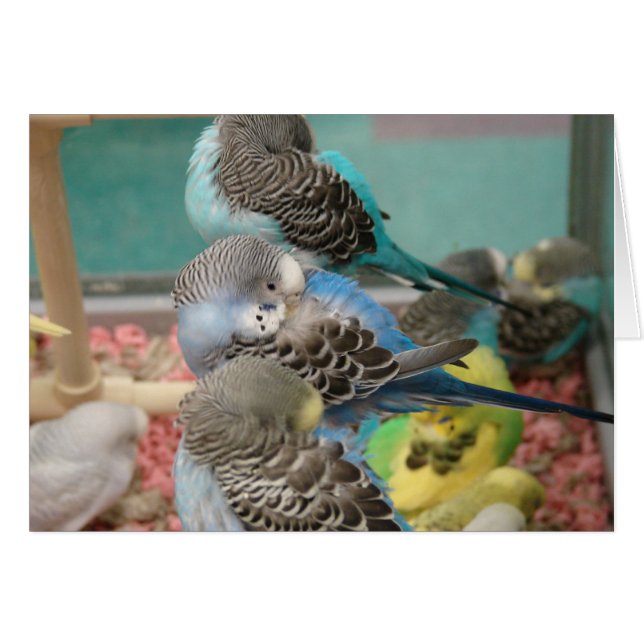 Parakeets (Voorkant Horizontaal)