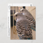 Parakeets Briefkaart (Voorkant / Achterkant)