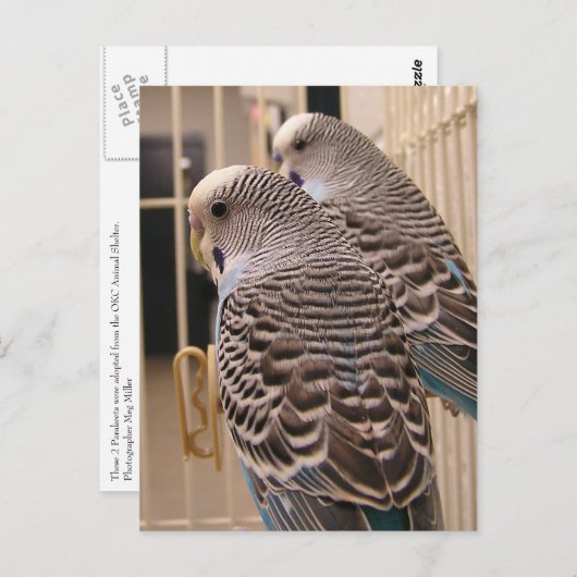 Parakeets Briefkaart (Voorkant / Achterkant)