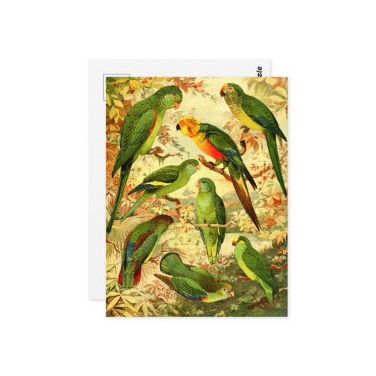 Parakeets Briefkaart (Voorkant / Achterkant in situ)