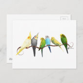 Parakeets & Cockatiels! Briefkaart (Voorkant / Achterkant)
