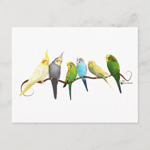 Parakeets & Cockatiels! Briefkaart