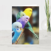 Parakeets Kaart (Voorkant)