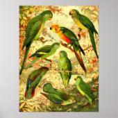 Parakeets Poster (Voorkant)