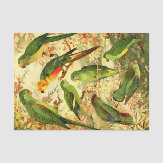 Parakeets Tissuepapier (Voorkant)