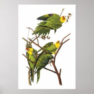Paraket van John Audubon - Poster Print
