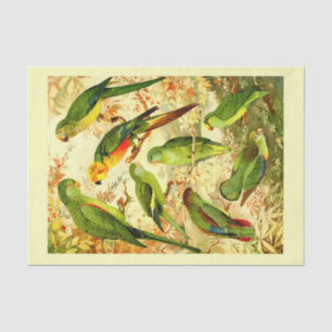 Paraketten, ontkoppeling tissuepapier