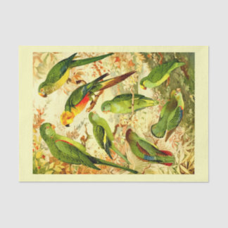 Paraketten, ontkoppeling tissuepapier