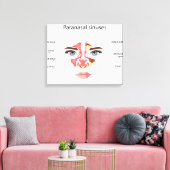 Paranasale sinussen canvas afdruk (Insitu (Woonkamer))