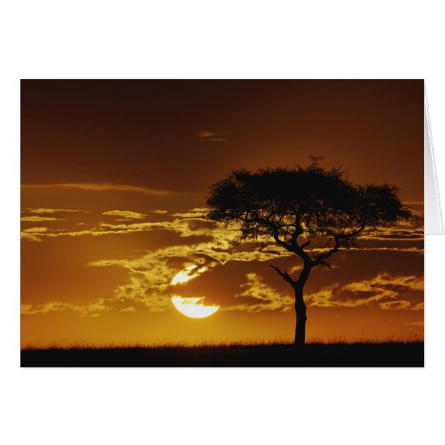 Parapluie Thorn Acacia, Acacia tortilis, (Devant horizontal)