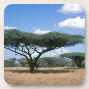 Parapluisdoring Acacia (Acacia tortilis), Mkuze Drankjes Onderzetter