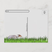 Parasaurolophus - Dinosaure - Carte postale (Dos)