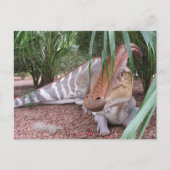 Parasaurolophus - Dinosaure - Carte postale (Devant)