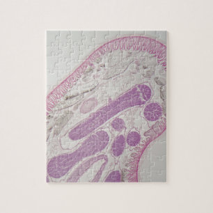 Parasitaire nematode worm (Ascaris sp.) Legpuzzel