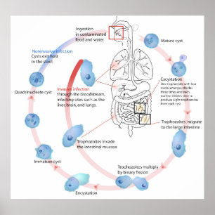 Parasitisch protozoan Entamoeba Histolytica Diagra Poster